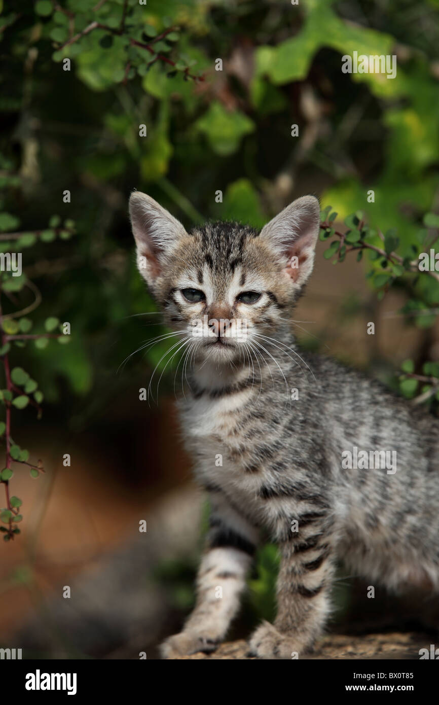 Cute Indian Cat Stock Photo Alamy cute-indian-cat-stock-photo-alamy