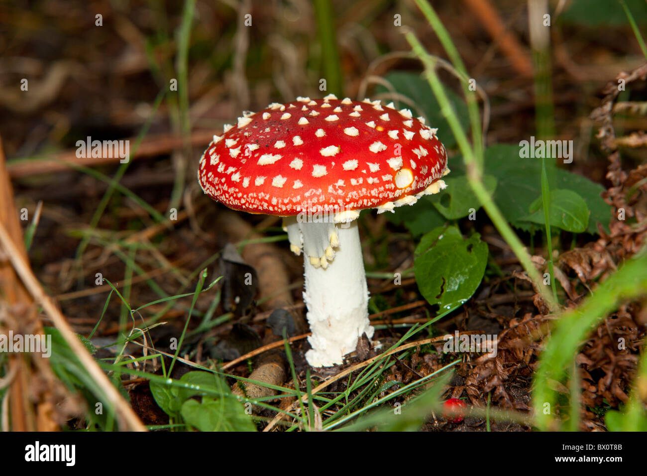 Bright red poisonous Fly Agaric (Amanita muscaria) Toadstool photographed in a UK forest. Stock Photo