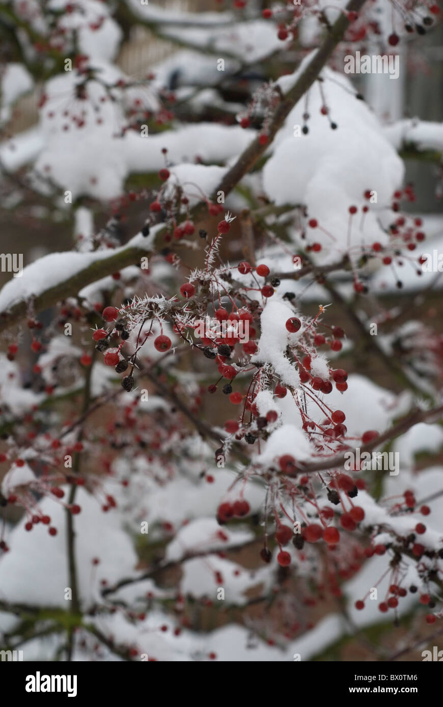 Hoar frost on red berries Stock Photo