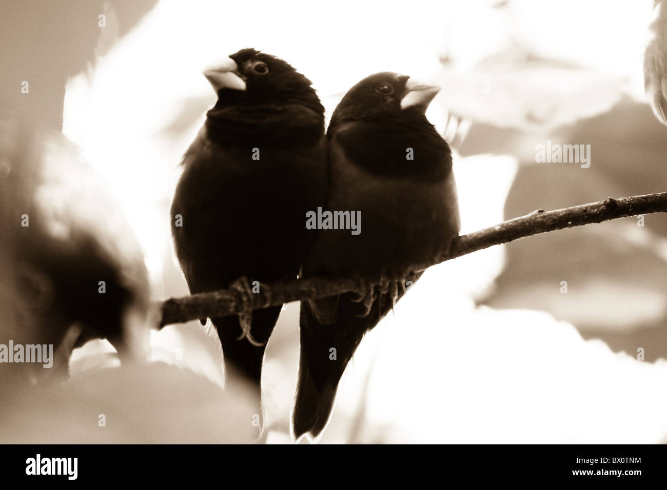 Black and white love birds Stock Photo Alamy