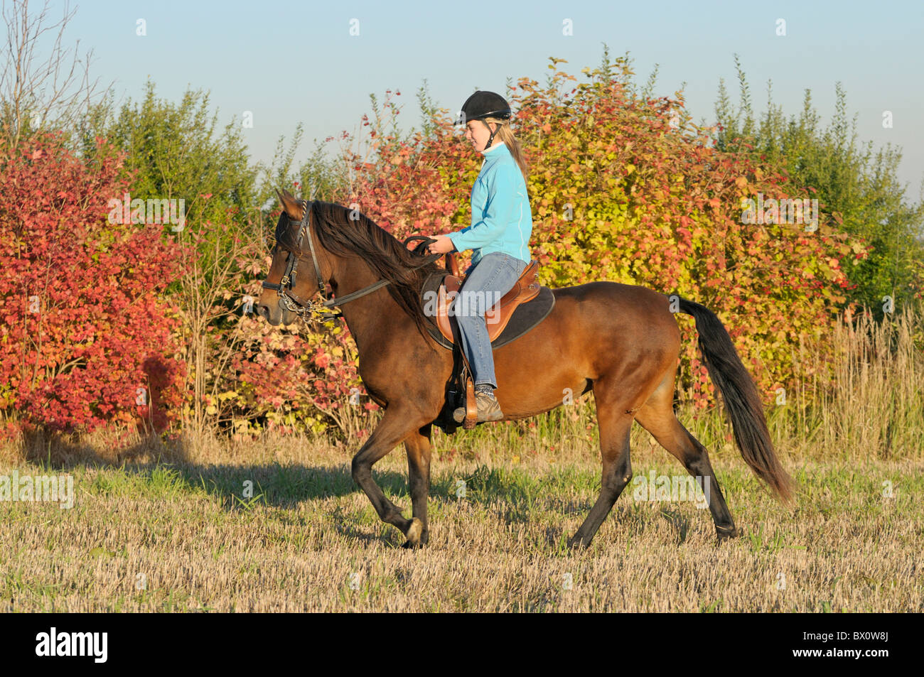 Autumn ride out on back of a tölting Paso Fino horse in the evening Stock Photo