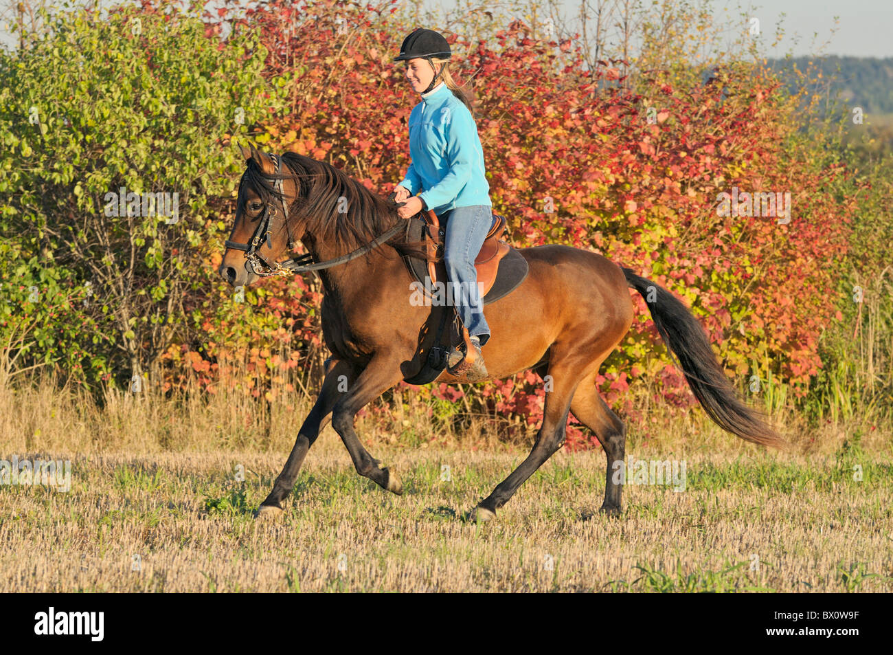 Autumn ride out on back of a Paso Fino horse galloping in the evening Stock Photo