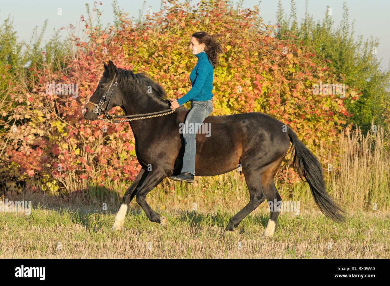 Autumn ride out in the evening on back of a Paso Fino horse galloping without a saddle Stock Photo