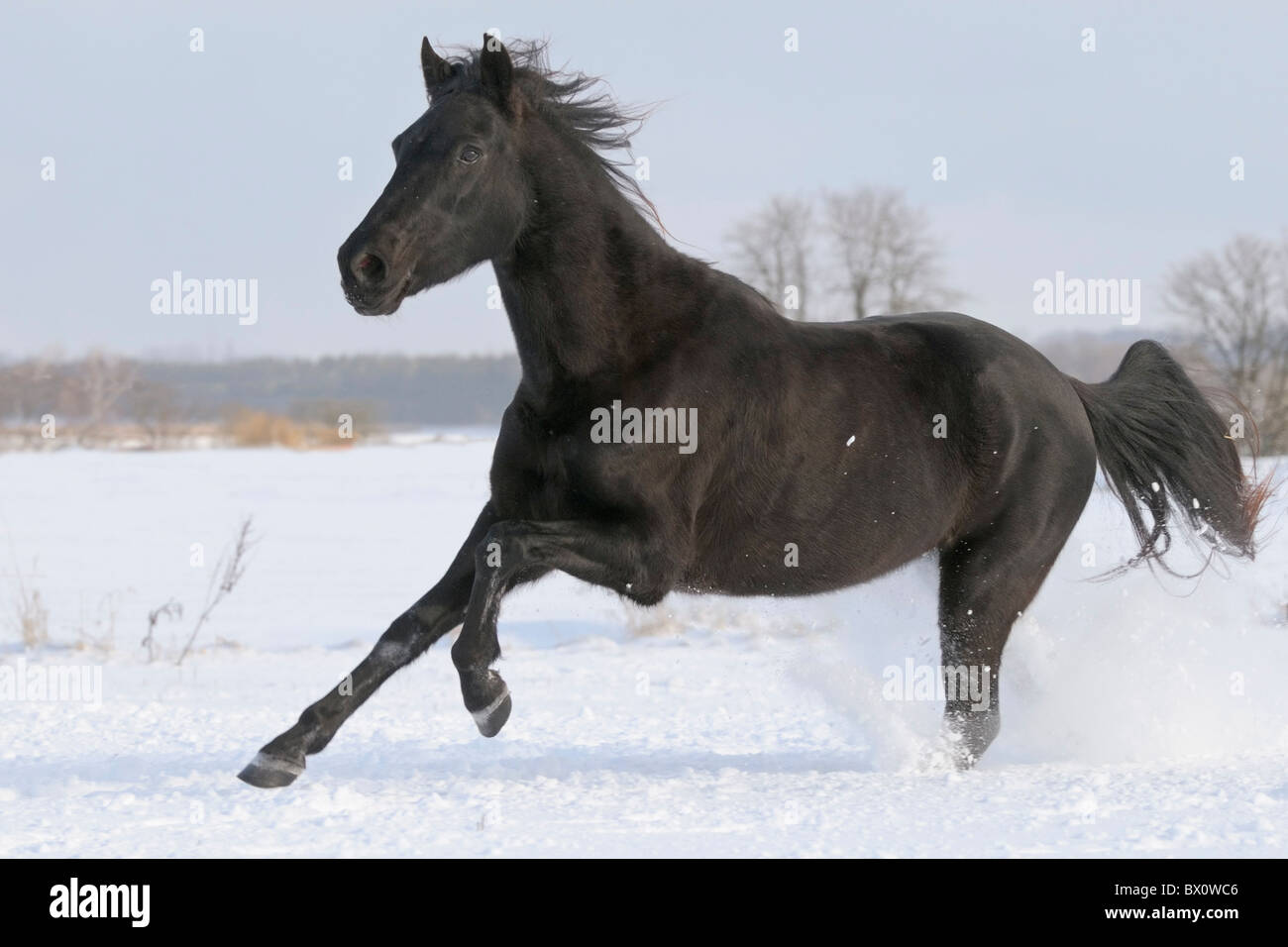 Paso Fino horse galloping in snow Stock Photo