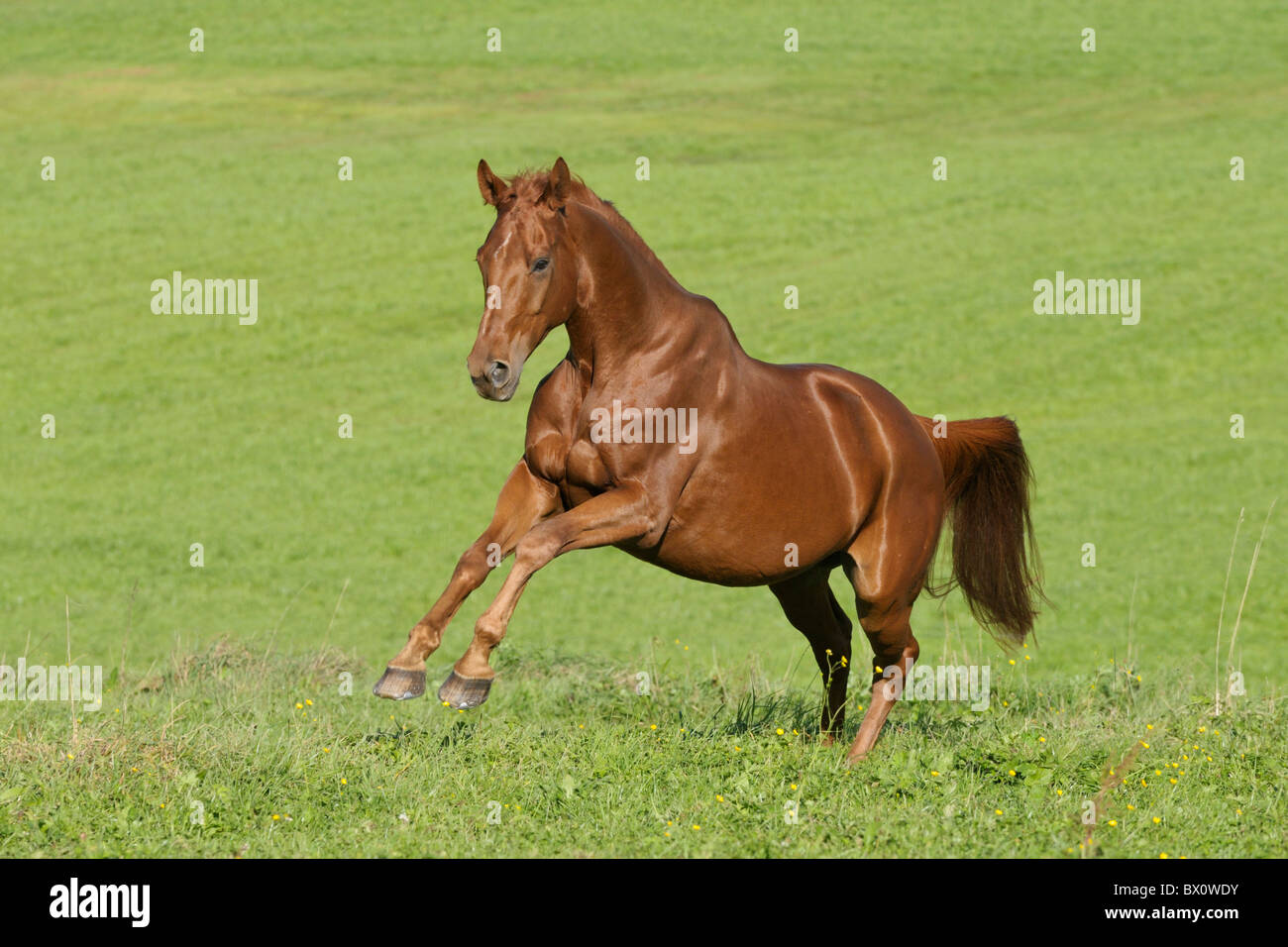 Hanoverian breed horse galloping in the field Stock Photo