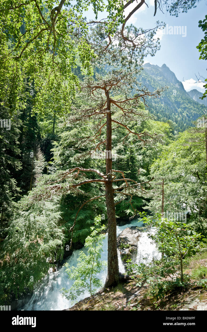 Mountain and pine trees hi-res stock photography and images - Alamy