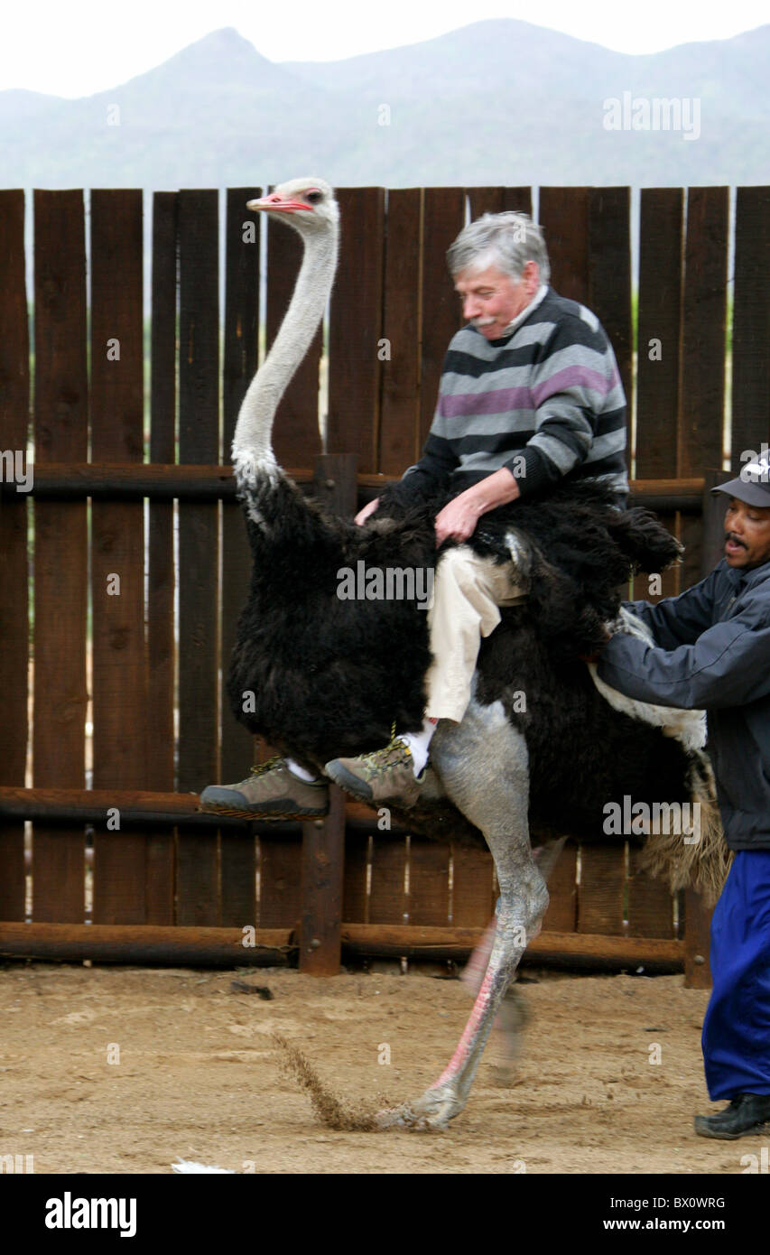 Tourist Riding an Ostrich in an Ostrich Farm, Oudtshoorn, Western Cape