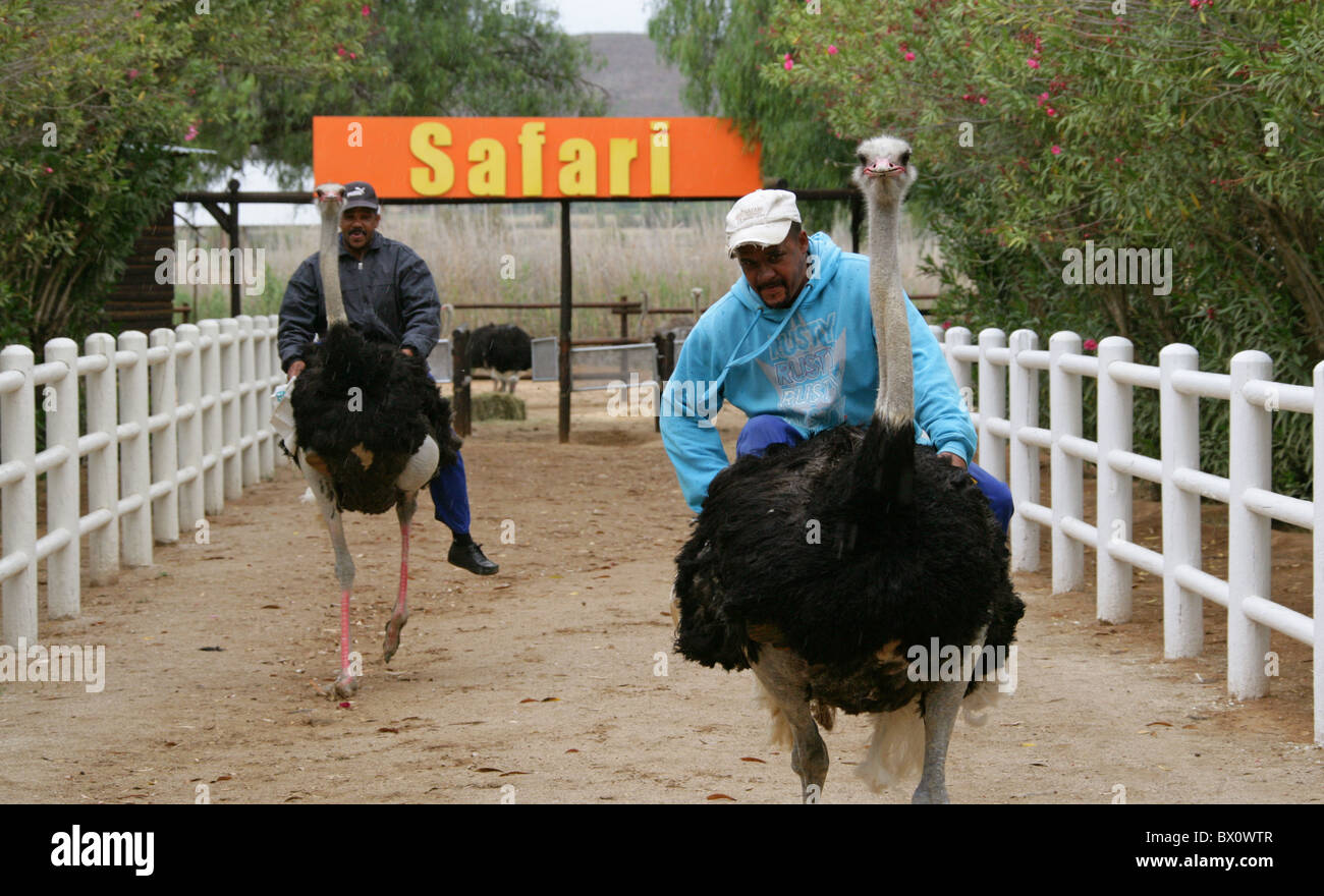 ostrich racing