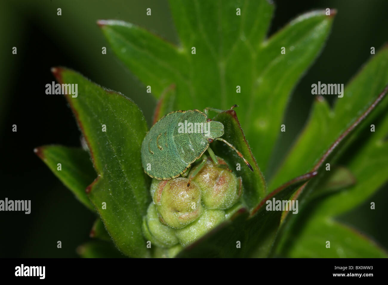 Palomena prasina  Green Shield Bug Stock Photo