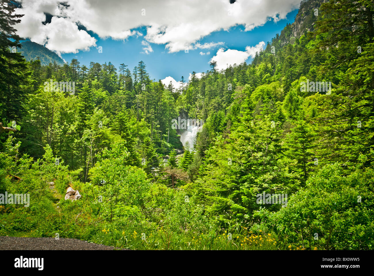 Alpine forest hires stock photography and images Alamy