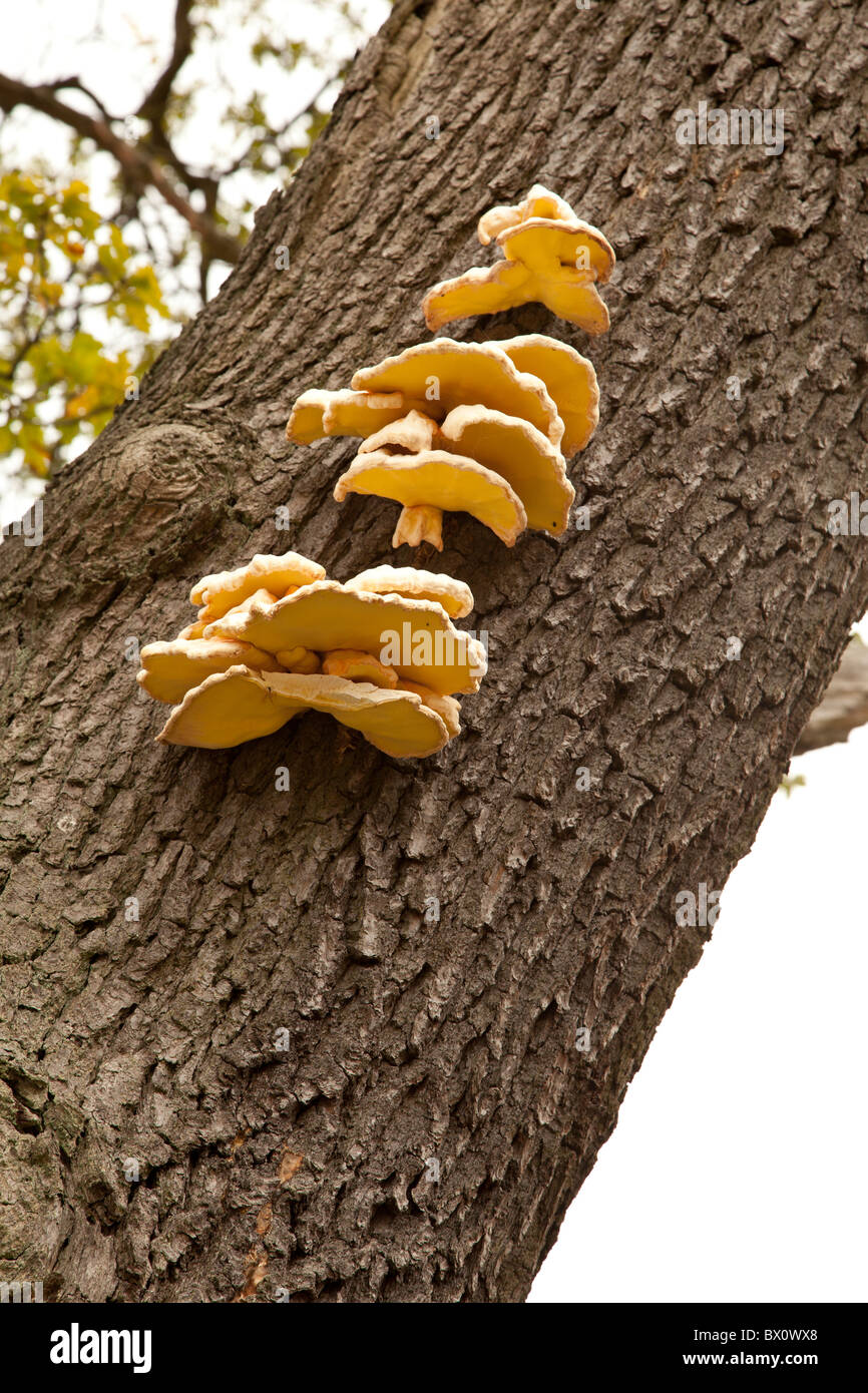 Bracket fungus on a tree Stock Photo