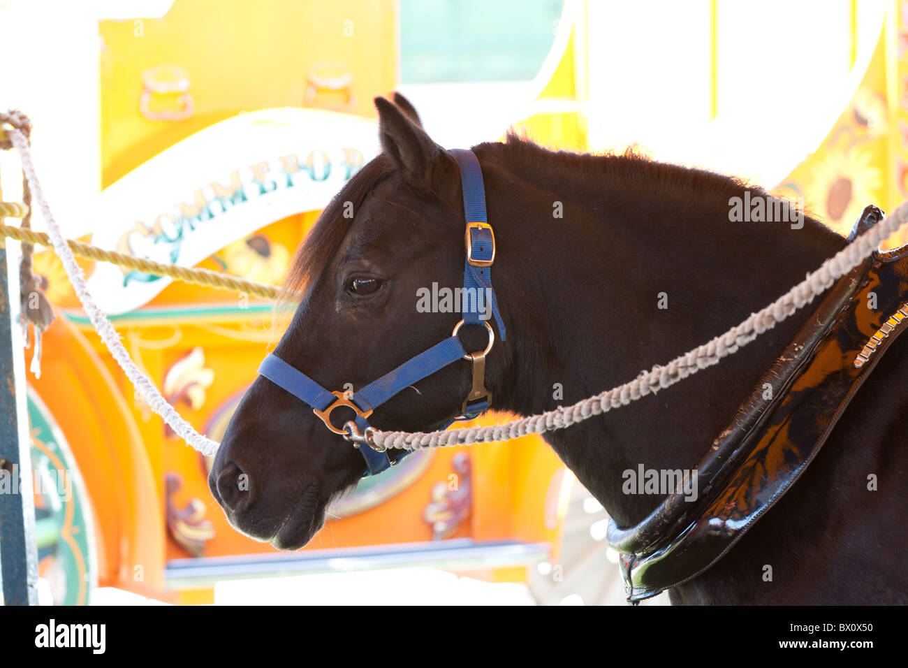 Party black and Cut Out Stock Images & Pictures - Alamy