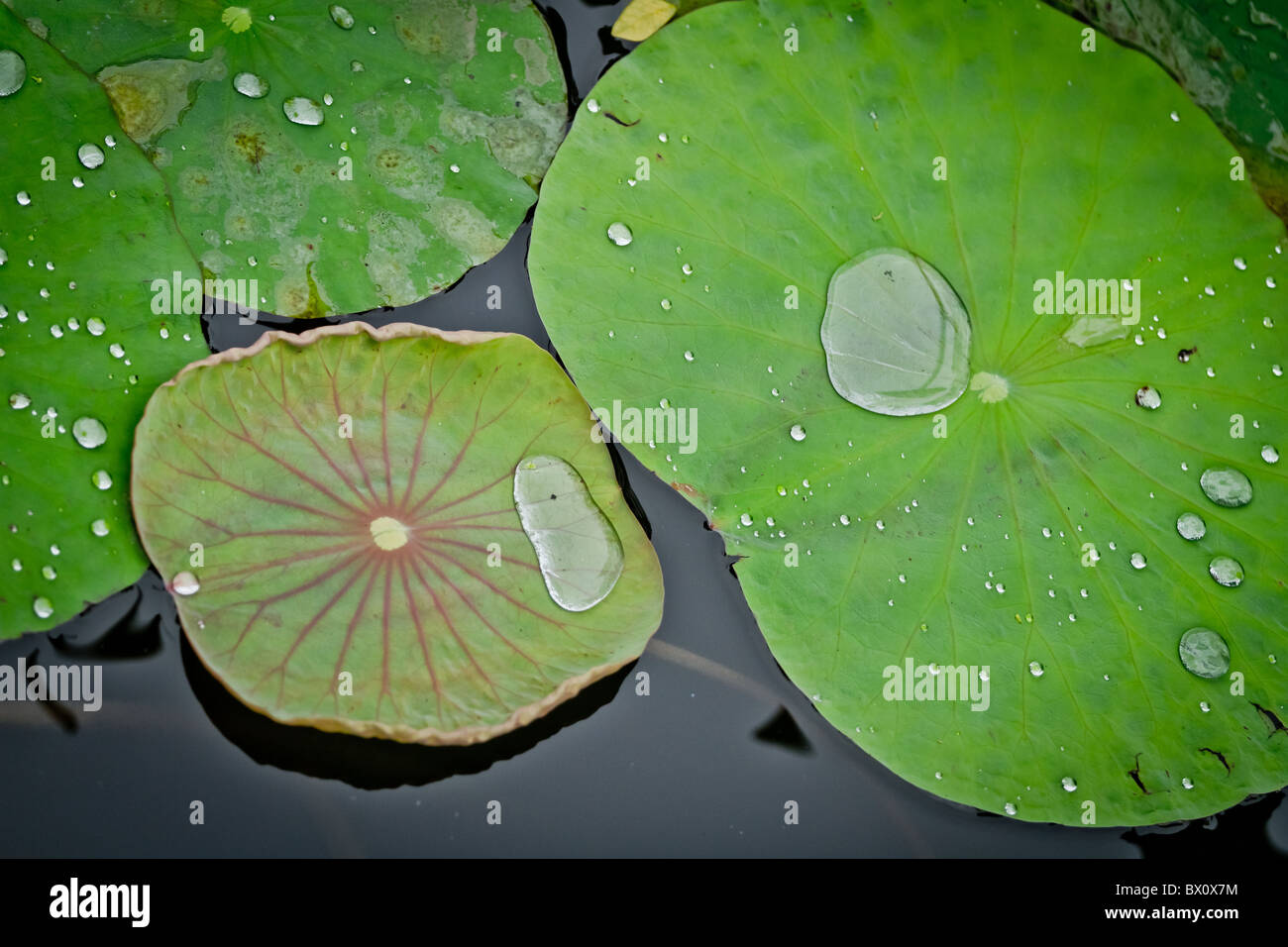 leaves of water lily Stock Photo