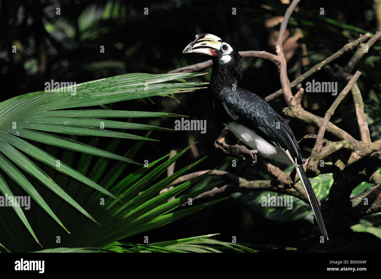 Oriental Pied Hornbill Anthracoceros albirostris. Bucerotidae family. It is found in East Asia. Stock Photo