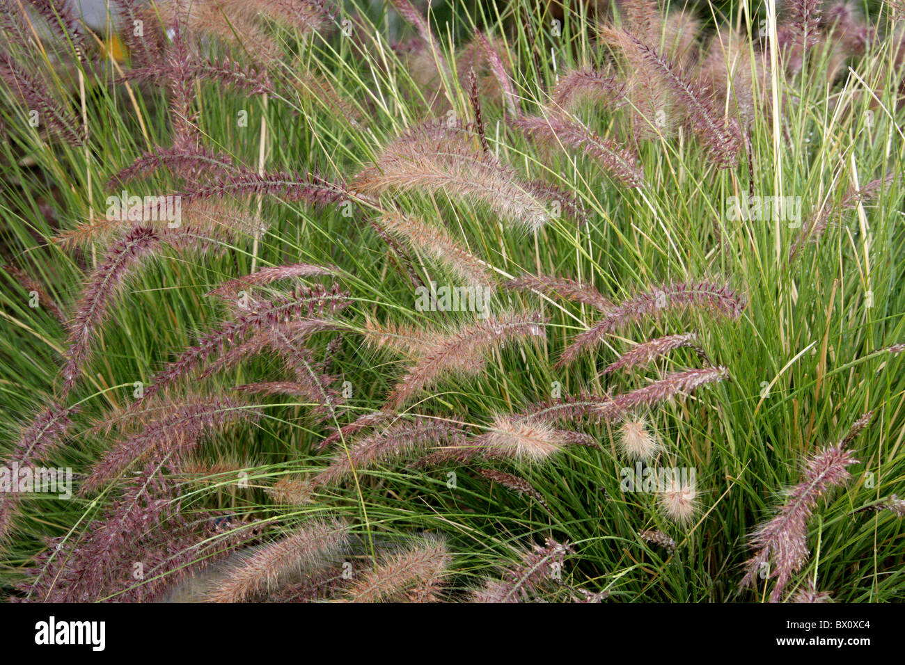 African Fountain Grass, Pennisetum setaceum, Poaceae. Western Cape, South Africa. Stock Photo