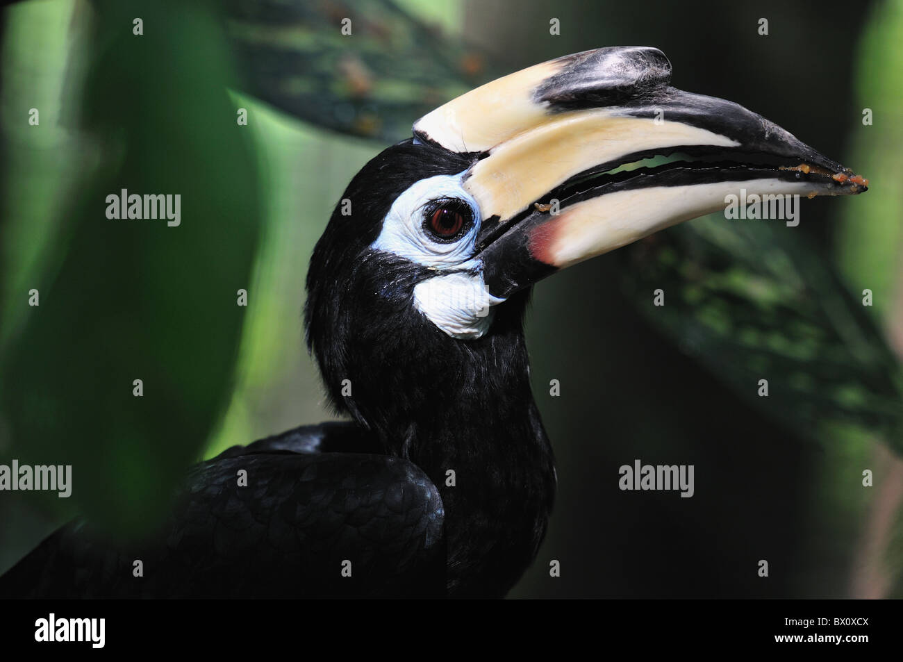 Oriental Pied Hornbill Anthracoceros albirostris. Bucerotidae family. It is found in East Asia. Stock Photo