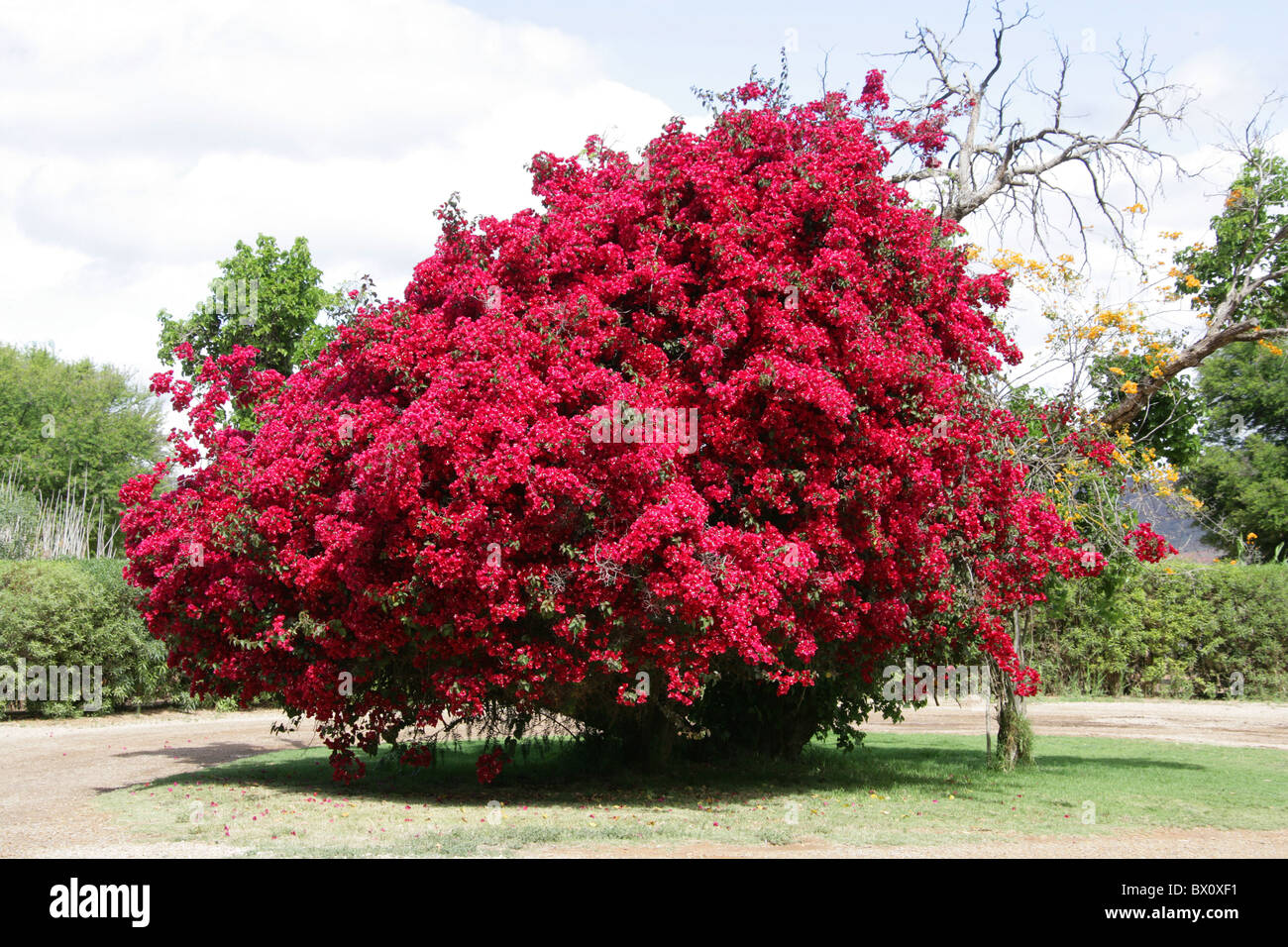 Bougainvillea sp., Nyctaginaceae. Native to Brazil, Peru and Argentina, South America. Stock Photo