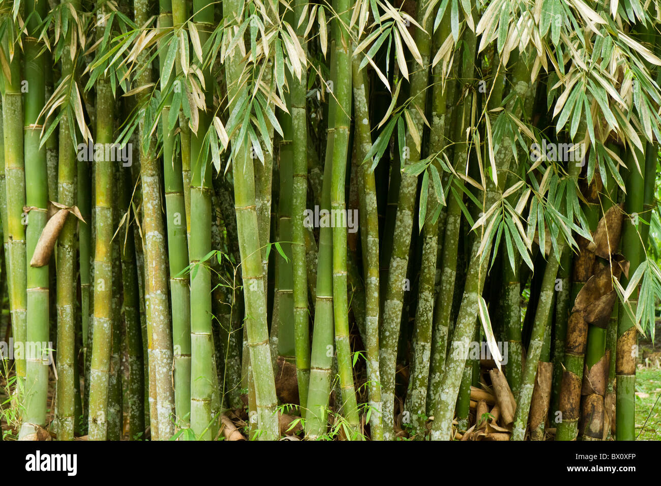 bumbusa vulgaris in the forest Stock Photo - Alamy