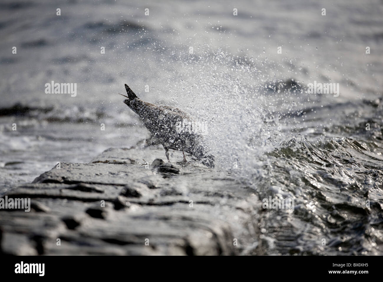 Juvenile Herring Gull Larus Argentatus splashed by incoming waves on a breakwater in the Moray Firth, Scotland Stock Photo