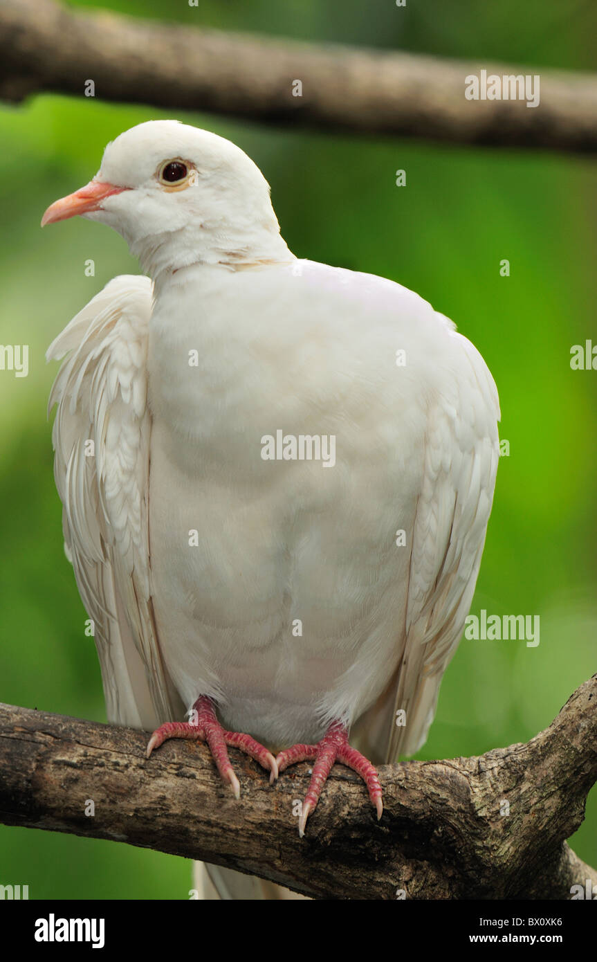 The Pied Imperial-pigeon (Dacula bicolor), Columbidae, Indonesia and Southeast Asia Stock Photo