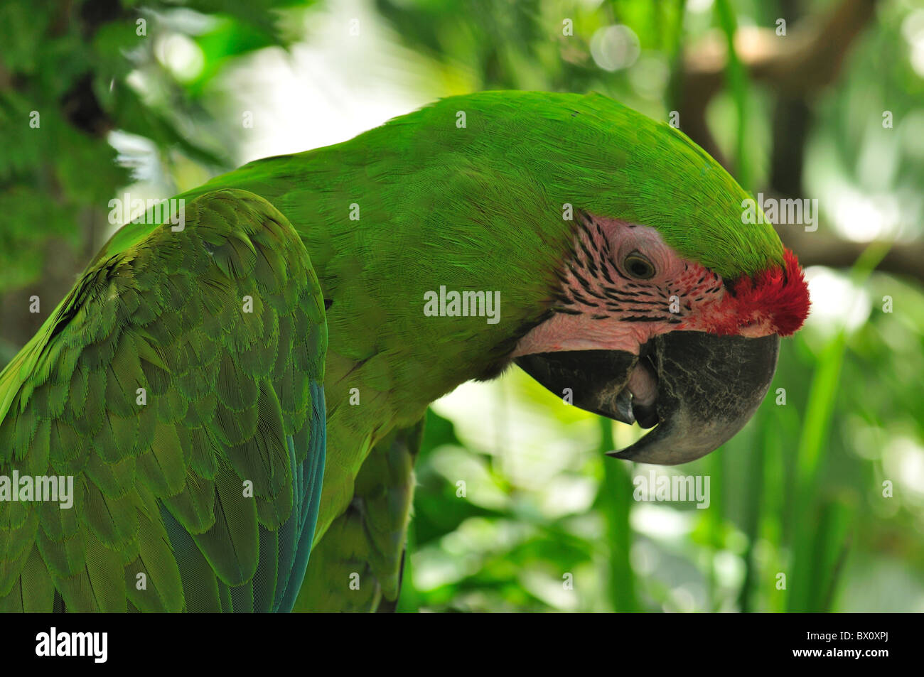 Military Macaw (Ara militaris) is a medium sized member of the macaw family  of parrots Stock Photo - Alamy