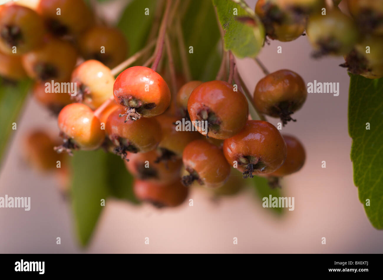 a bunch of Hawthorn berries Stock Photo