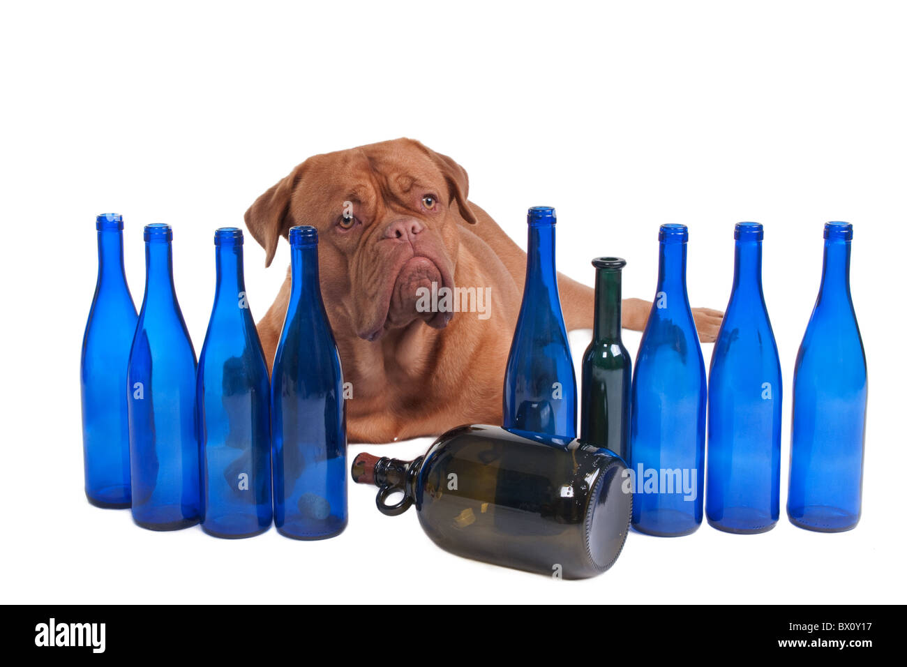 Dog and empty bottles Stock Photo Alamy