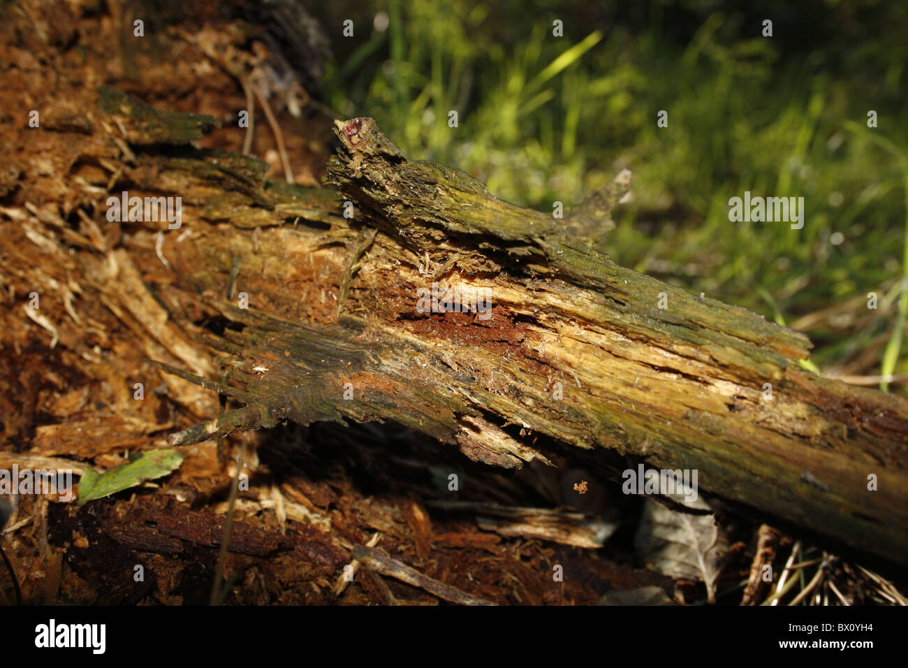 rotting wood in forest Stock Photo