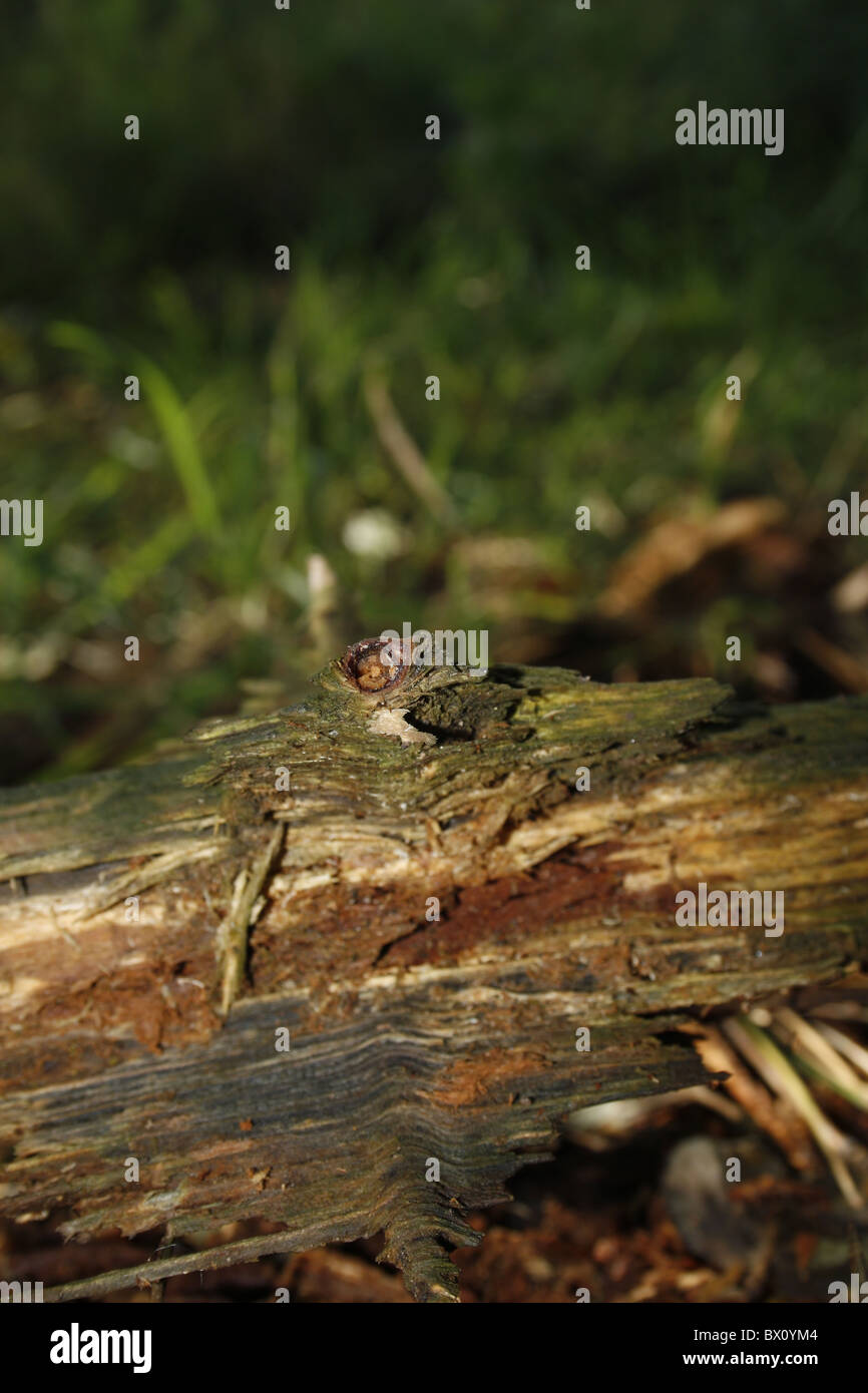 rotting wood in forest Stock Photo