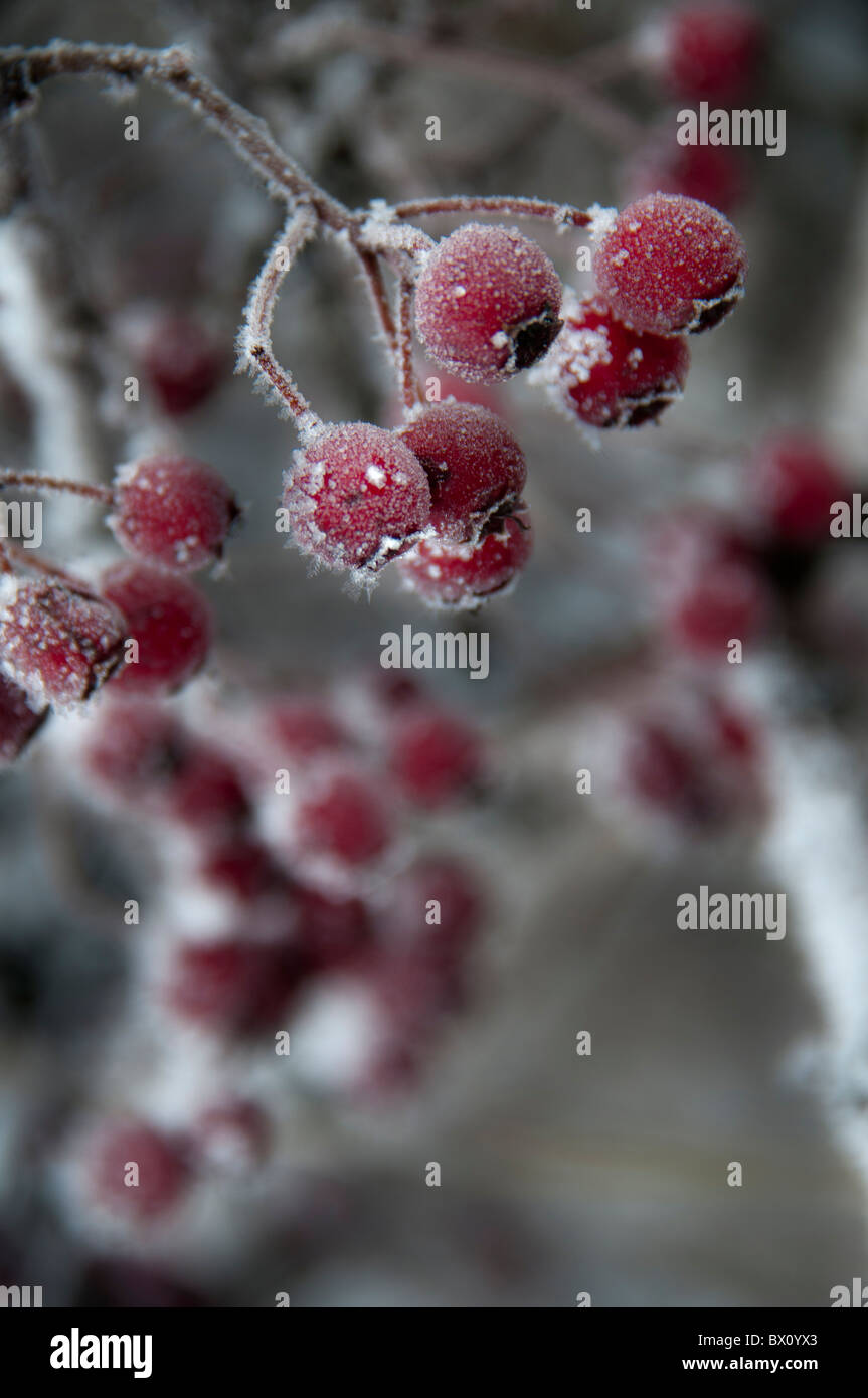 Hawthorn berries frost hi-res stock photography and images - Alamy