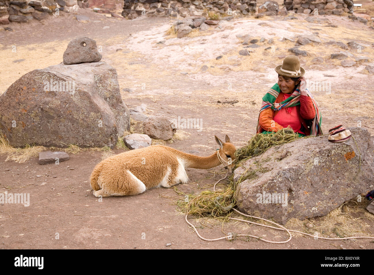 Tradional Peruvian Woman with Alpaca Stock Photo