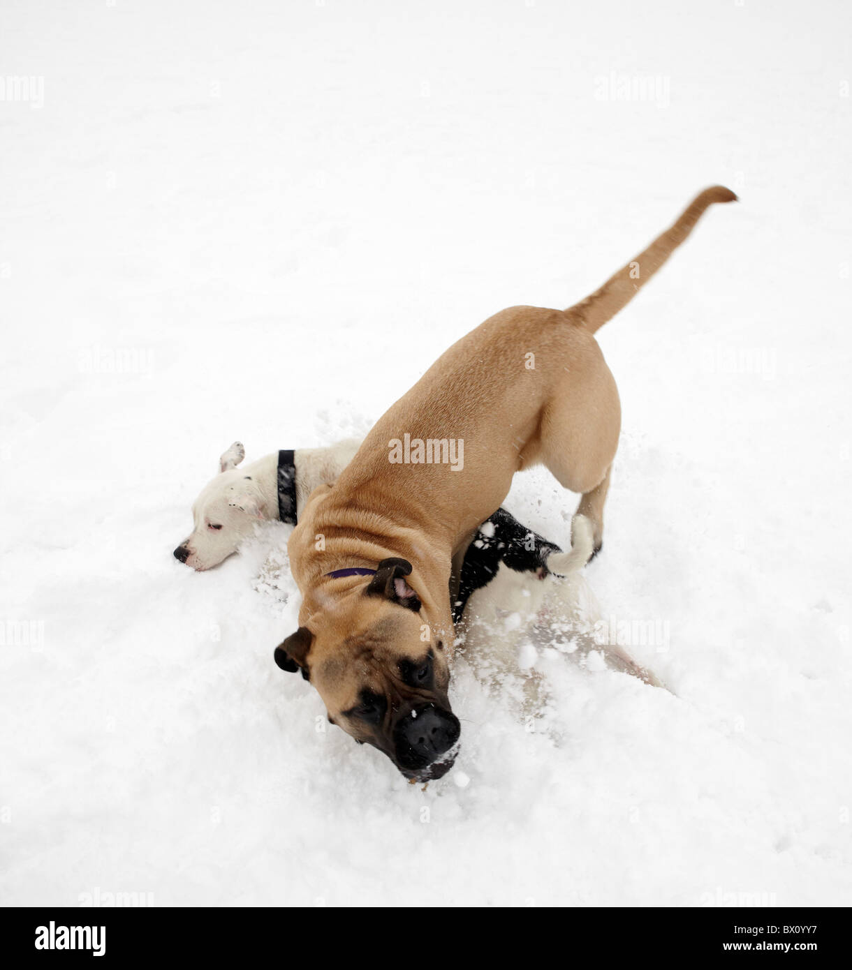 dogs playing in snow Stock Photo - Alamy