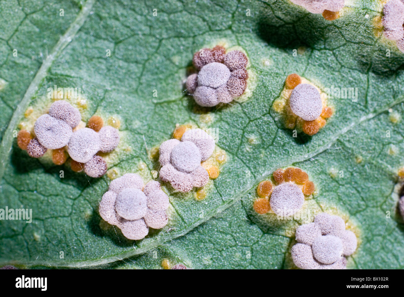 Close up of Hollyhock rust is caused by the fungus Puccinia malvacearum on the undersides of the leaves. Stock Photo