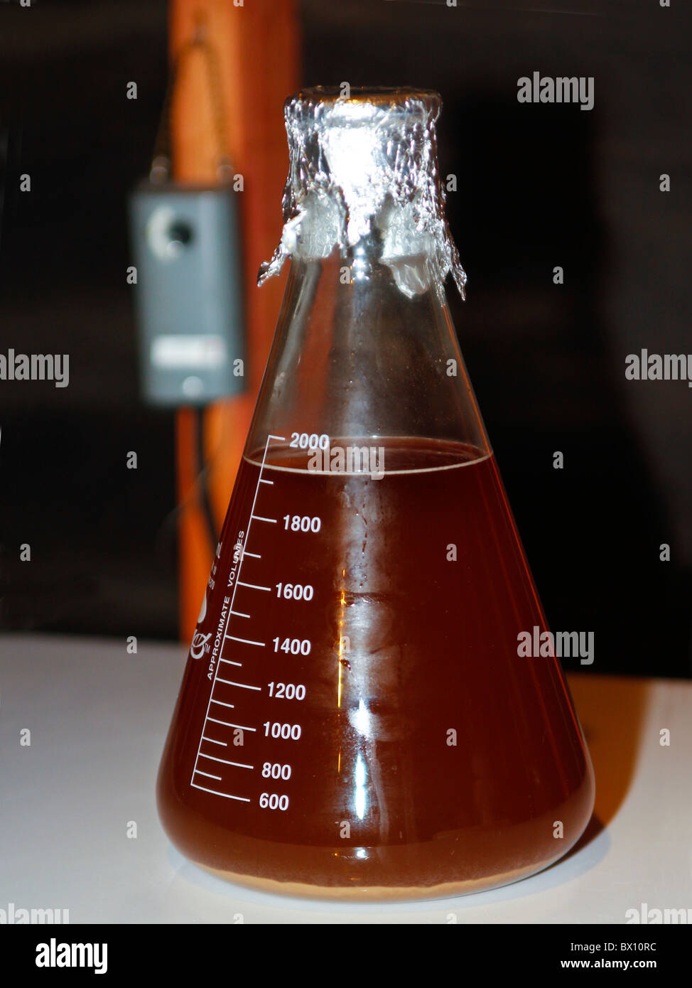 erlenmeyer flask yeast starter Stock Photo