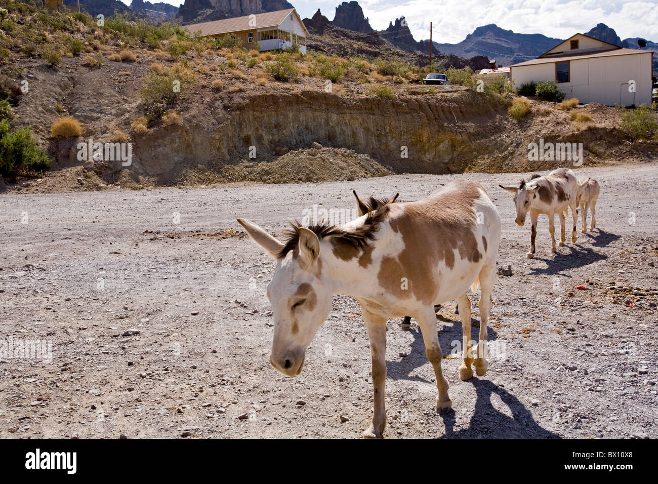 Donkeys start their search for carrots from tourist in the old mining town of Oatman, Arizona, USA Stock Photo