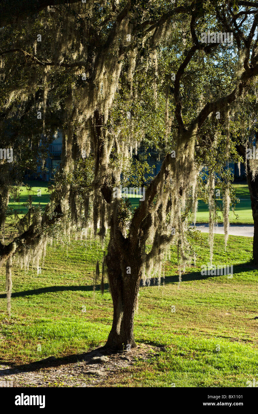 Spanish moss live oak tree florida hires stock photography and images