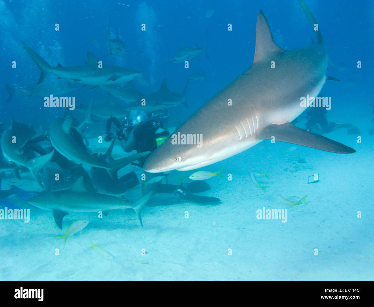 Caribbean Reef Sharks, Nassau, Bahamas Stock Photo Alamy