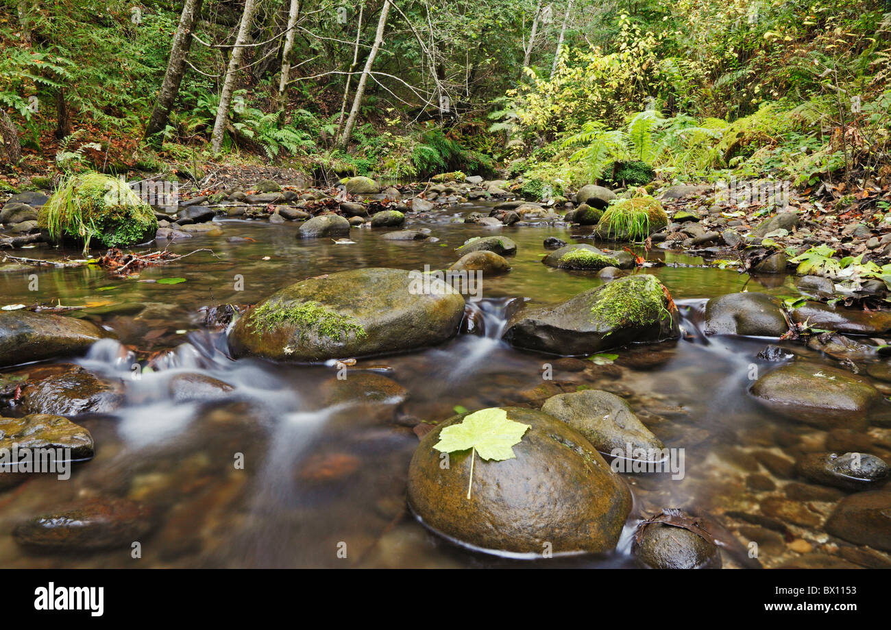 Leaf on river rock in forest Stock Photo - Alamy