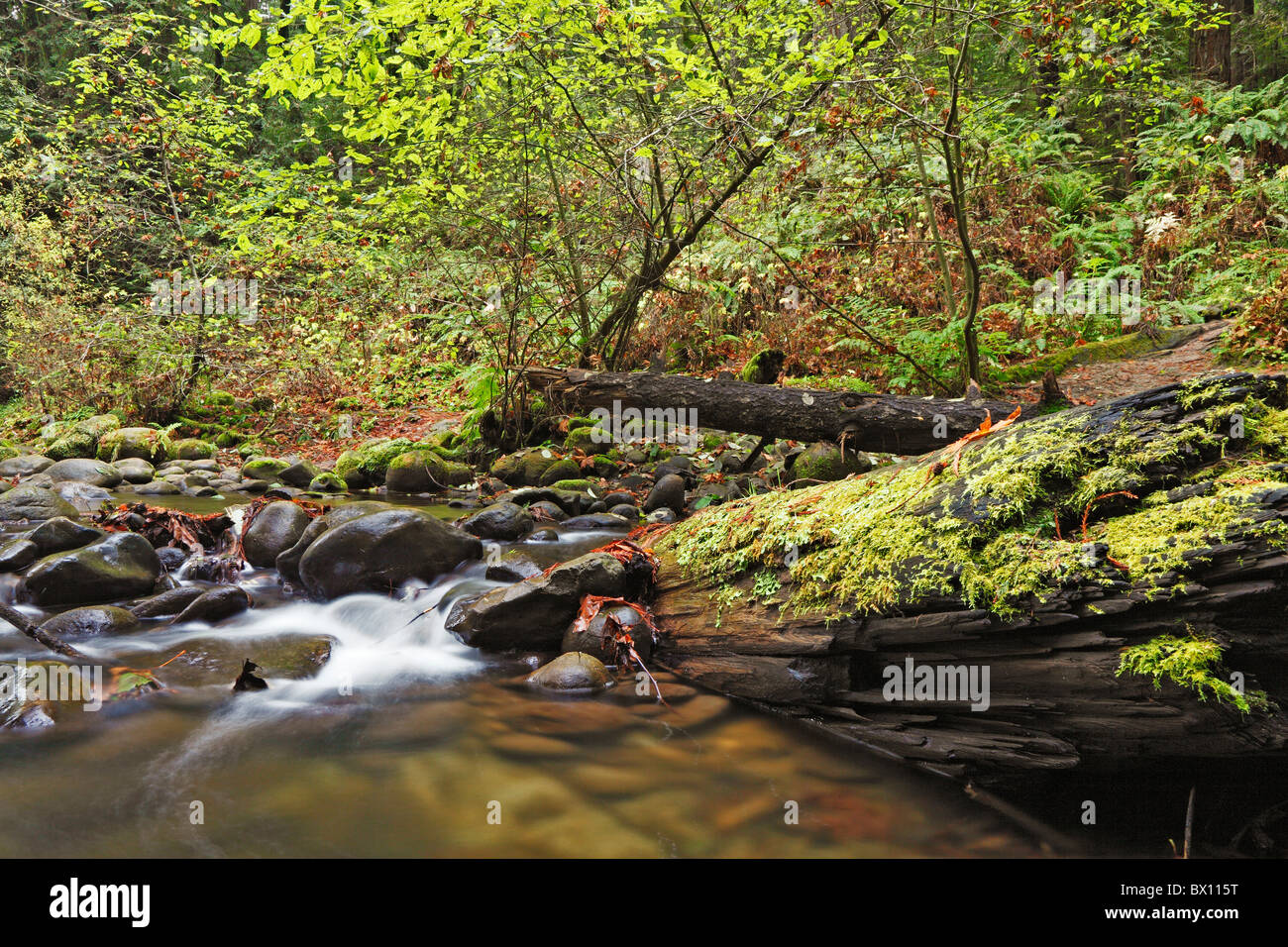 Moss covered fallen log in flowing forest creek Stock Photo