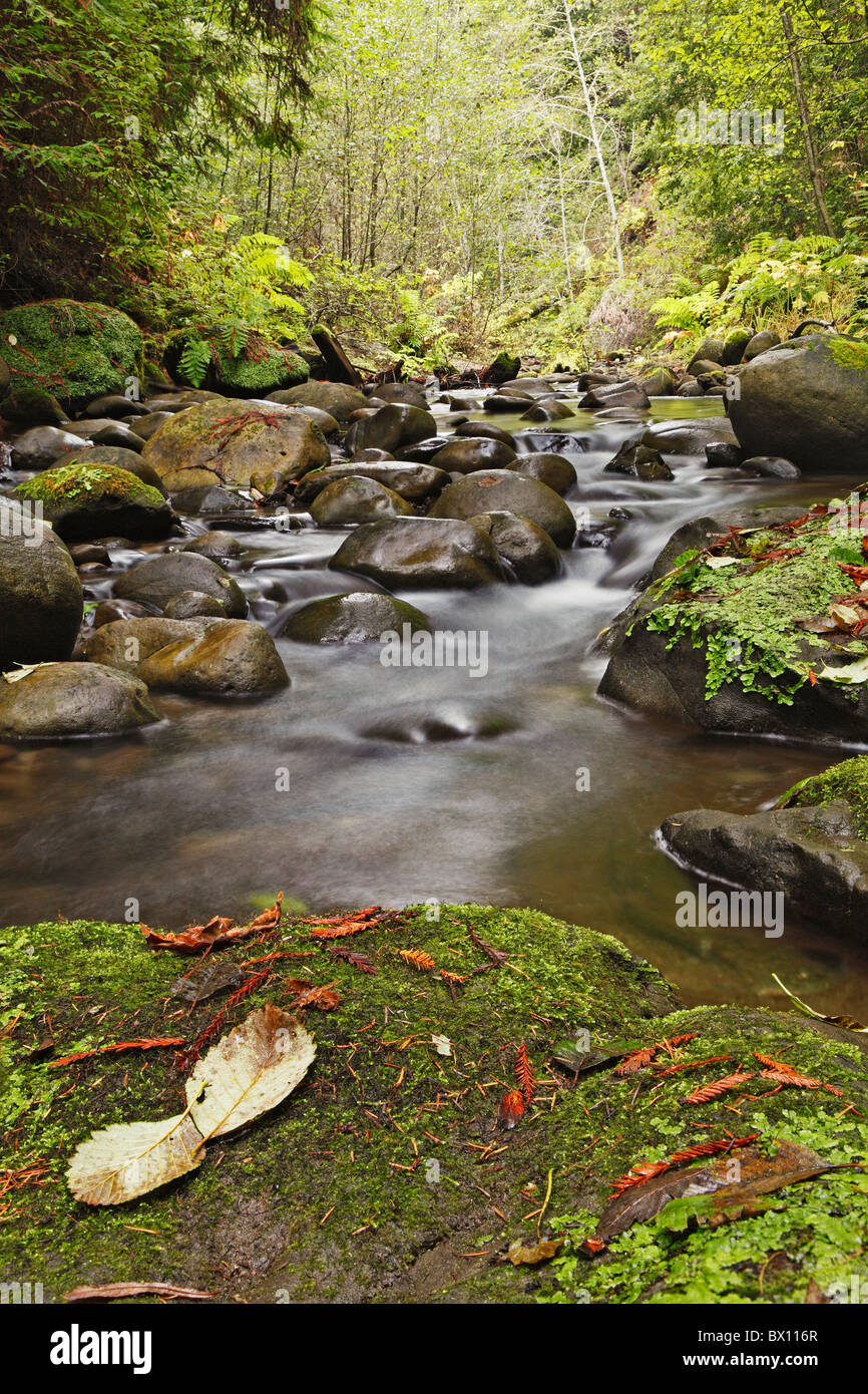Serene forest creek Stock Photo