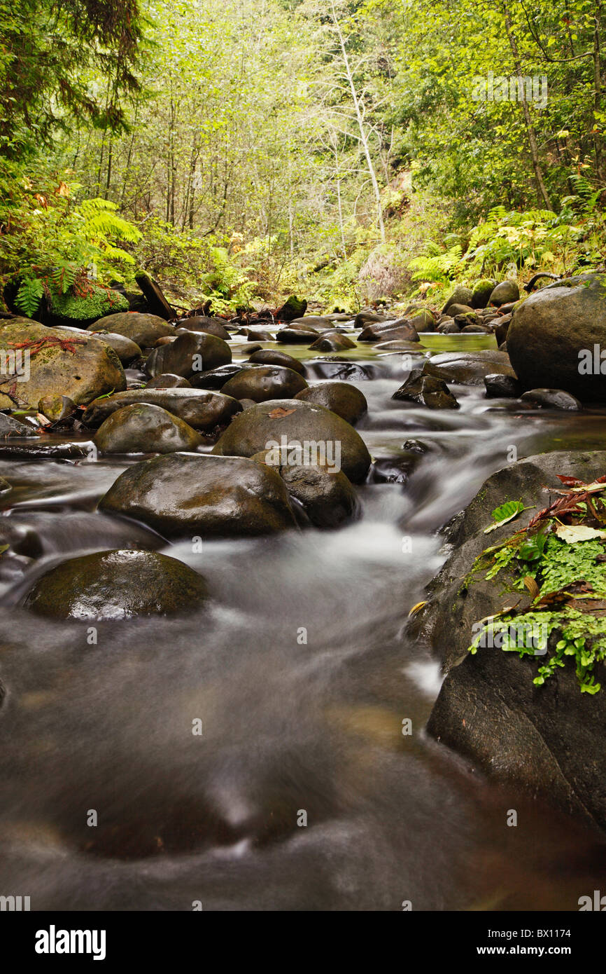 Calm flowing forest stream Stock Photo