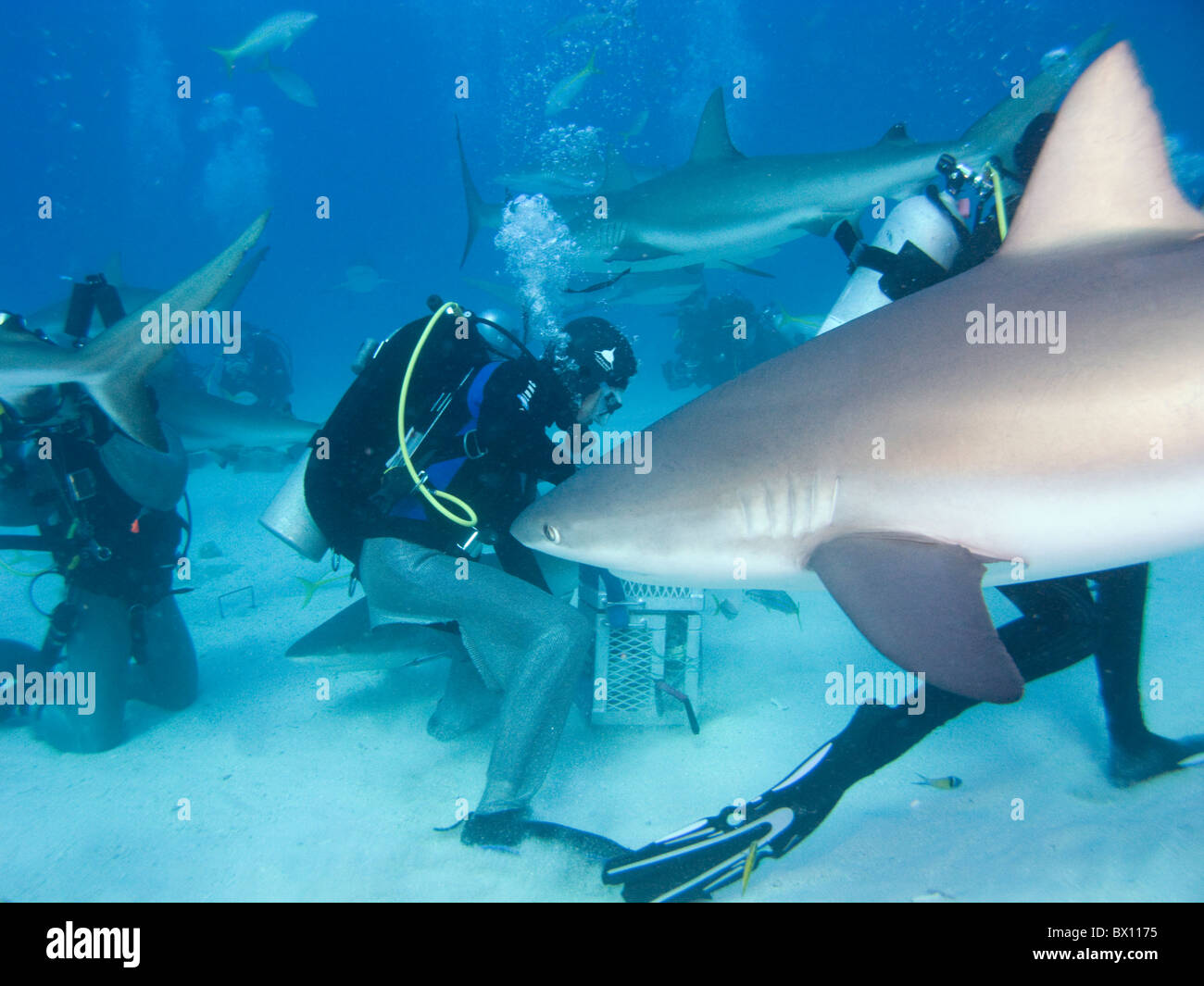 Caribbean Reef Sharks, Nassau, Bahamas Stock Photo Alamy