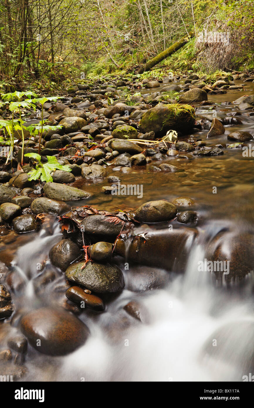 Flowing forest stream Stock Photo