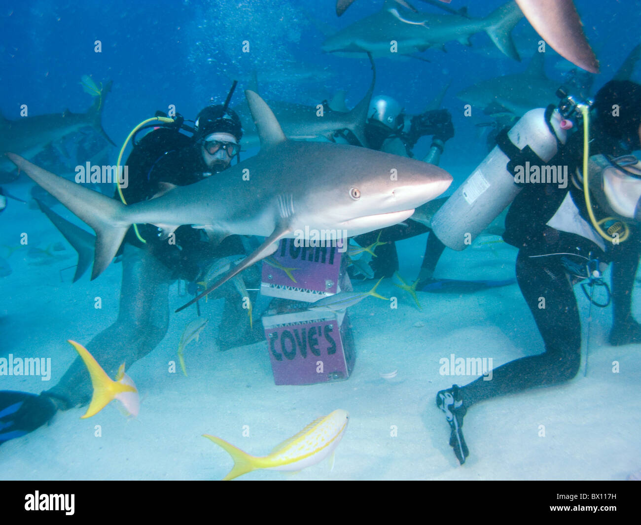 Caribbean Reef Sharks, Nassau, Bahamas Stock Photo Alamy