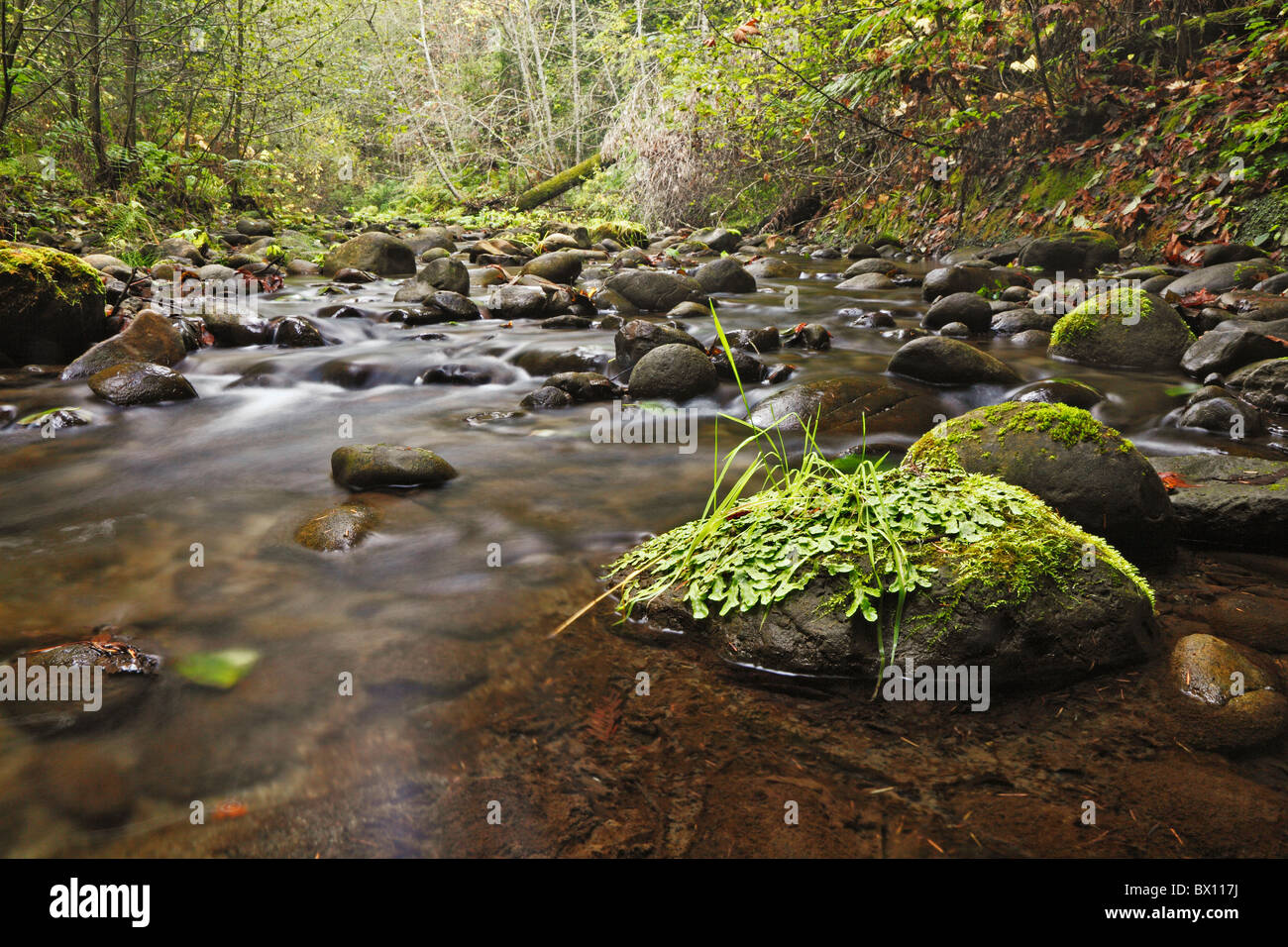 River rocks in forest stream Stock Photo