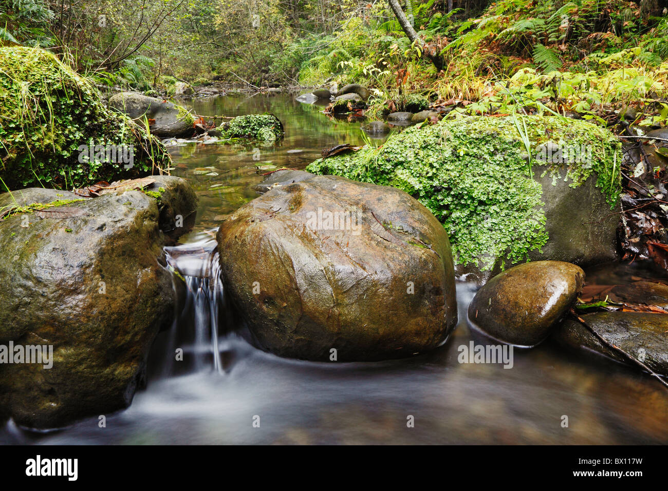 Tranquil forest stream Stock Photo