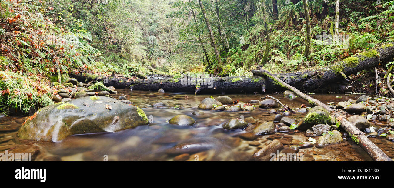 Fallen logs in forest stream Stock Photo