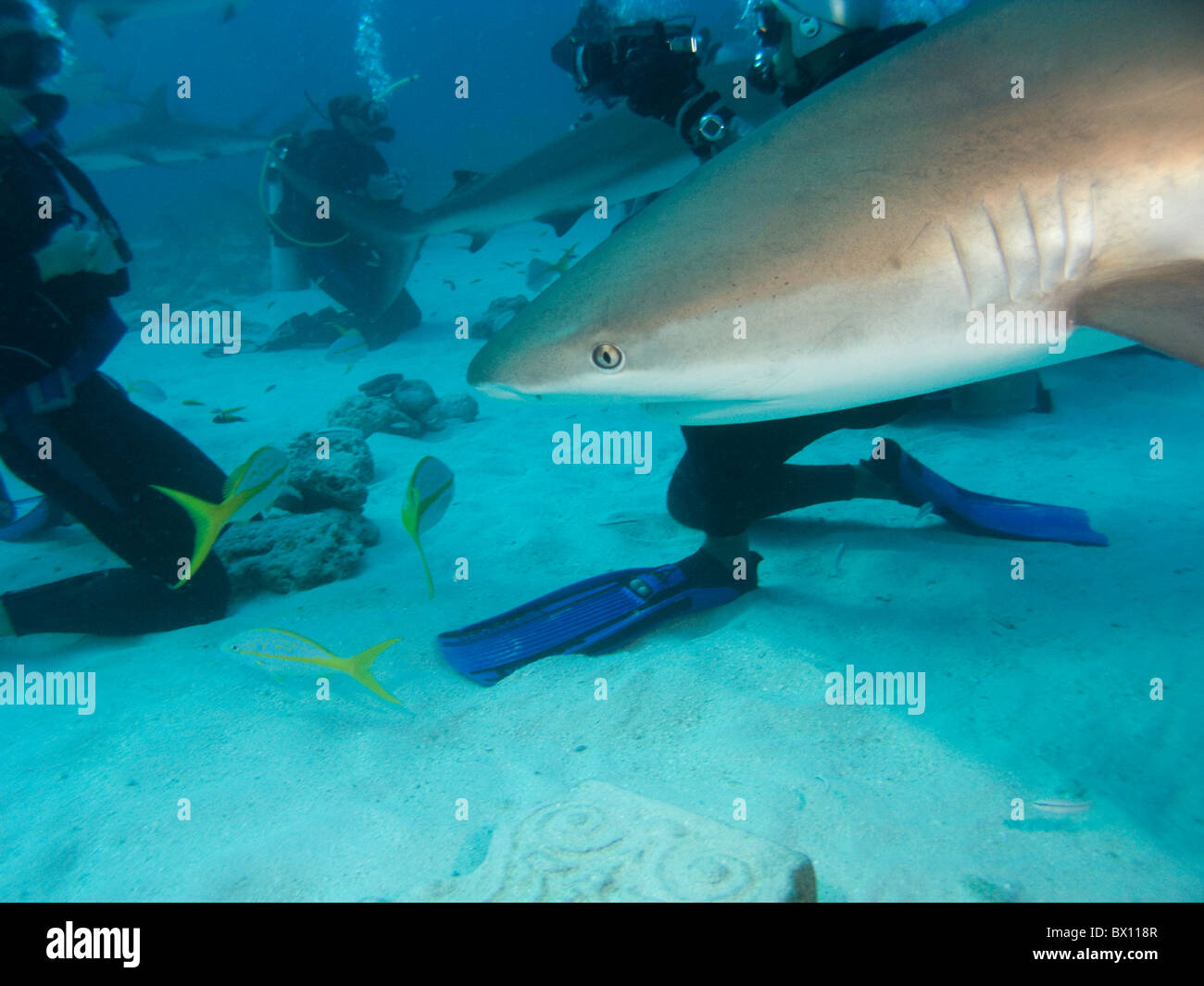 Caribbean Reef Sharks, Nassau, Bahamas Stock Photo Alamy