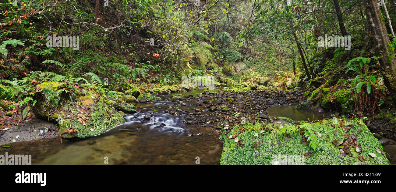 Panorama of a forest stream Stock Photo