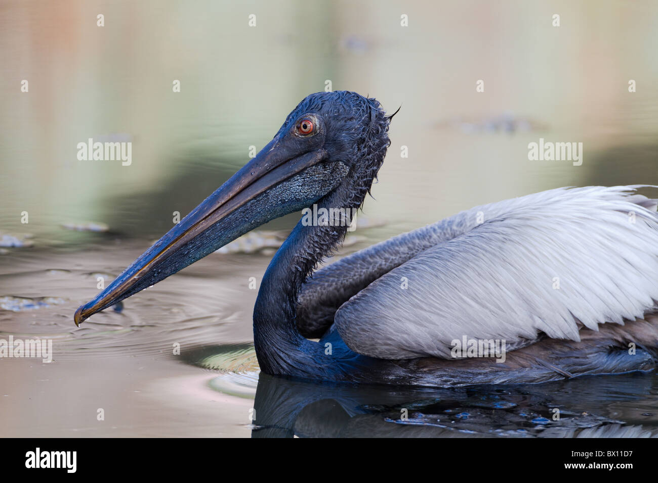 Spot-billed Pelican or Grey Pelican (Pelecanus philippensis) coated in black oil from an oil spill Stock Photo